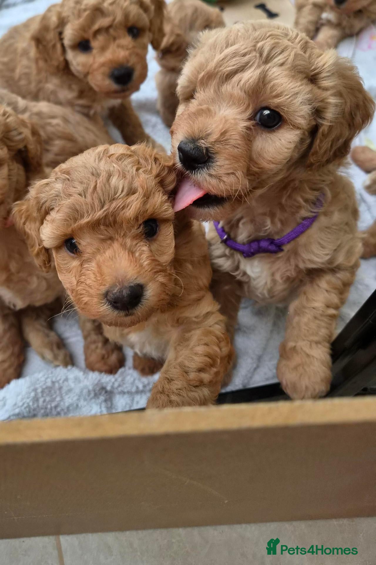 Mixed Breed dogs Superb Poochons (Maltipoochons) , bred by vet - Advert 1