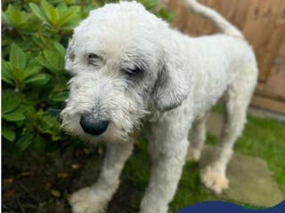 Mixed Breed dogs Meet Pixel, currently residing in Lancashire in Blackburn - Advert 19