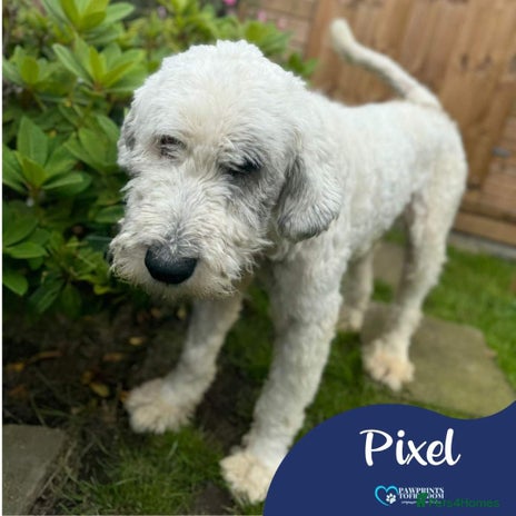 Mixed Breed dogs Meet Pixel, currently residing in Lancashire in Blackburn - Advert 5