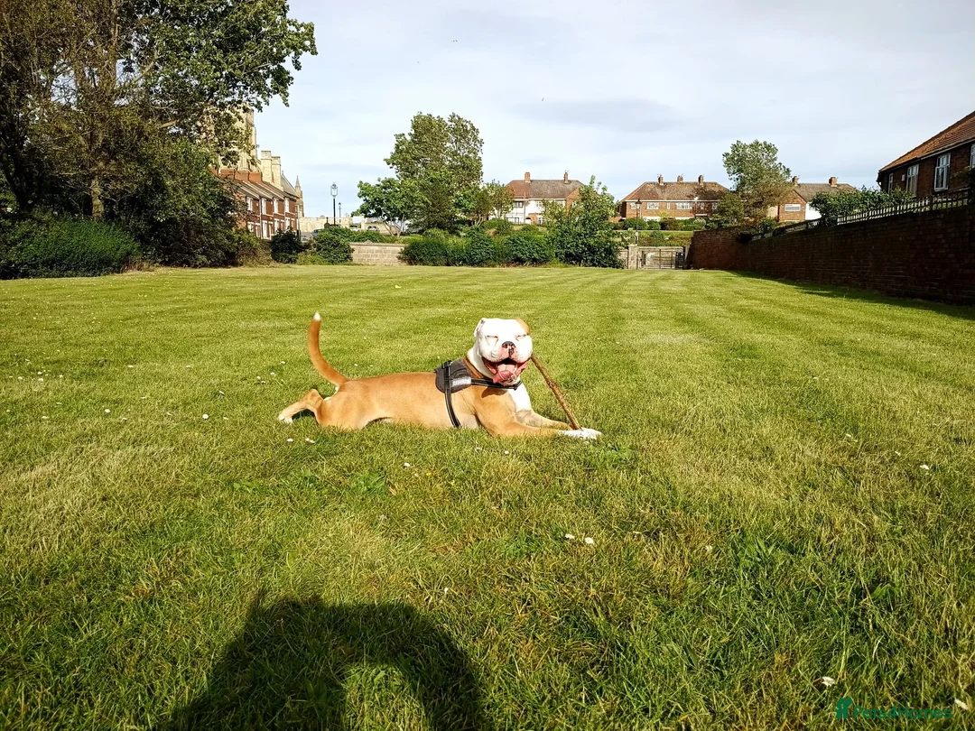 American Bulldog dogs for sale: Apollo American bull dog 2 years old  in Hartlepool - Advert 7