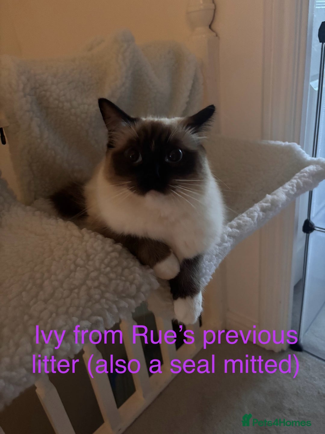 Ragdoll cats for sale: Last mitted Ragdoll girl available - Advert 13