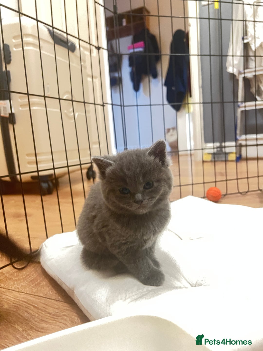 Mixed Breed cats for sale: Beautiful mixed bread kittens  - Image 8
