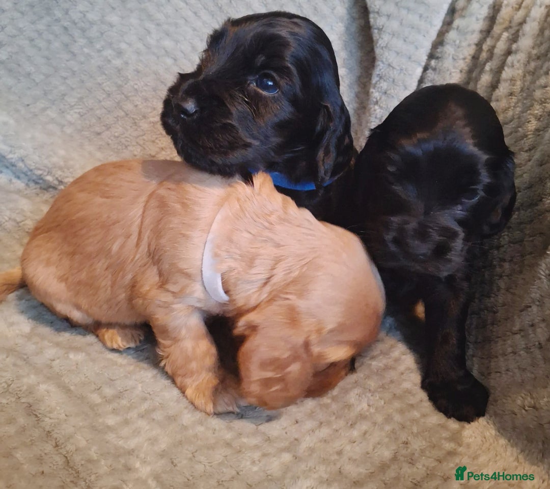 Cocker Spaniel dogs for sale: Stunning KC registered show cocker puppies - Advert 8