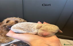 Mini Goldendoodle dogs for sale: F2 mini golden doodle puppies.  - Image 6