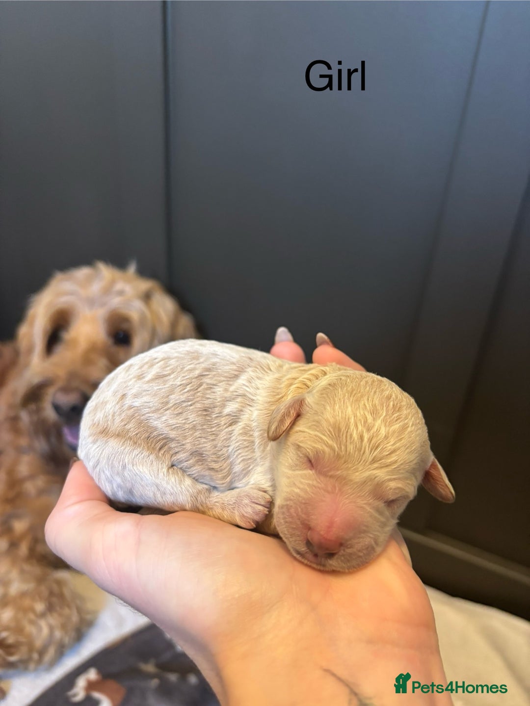 Mini Goldendoodle dogs for sale: F2 mini golden doodle puppies.  - Image 6
