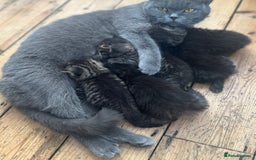 Mixed Breed cats for sale: British Shorthair blue x Siberian  - Image 8