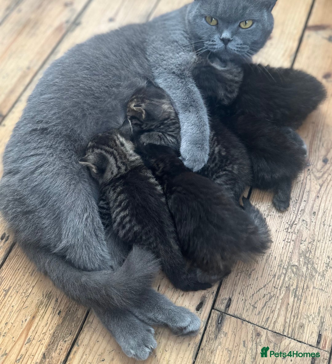Mixed Breed cats for sale: British Shorthair blue x Siberian  - Image 8