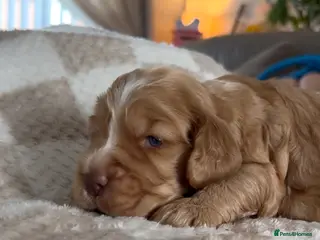 Cocker Spaniel dogs 1 male KC Show Cocker Spaniel available - Advert 2