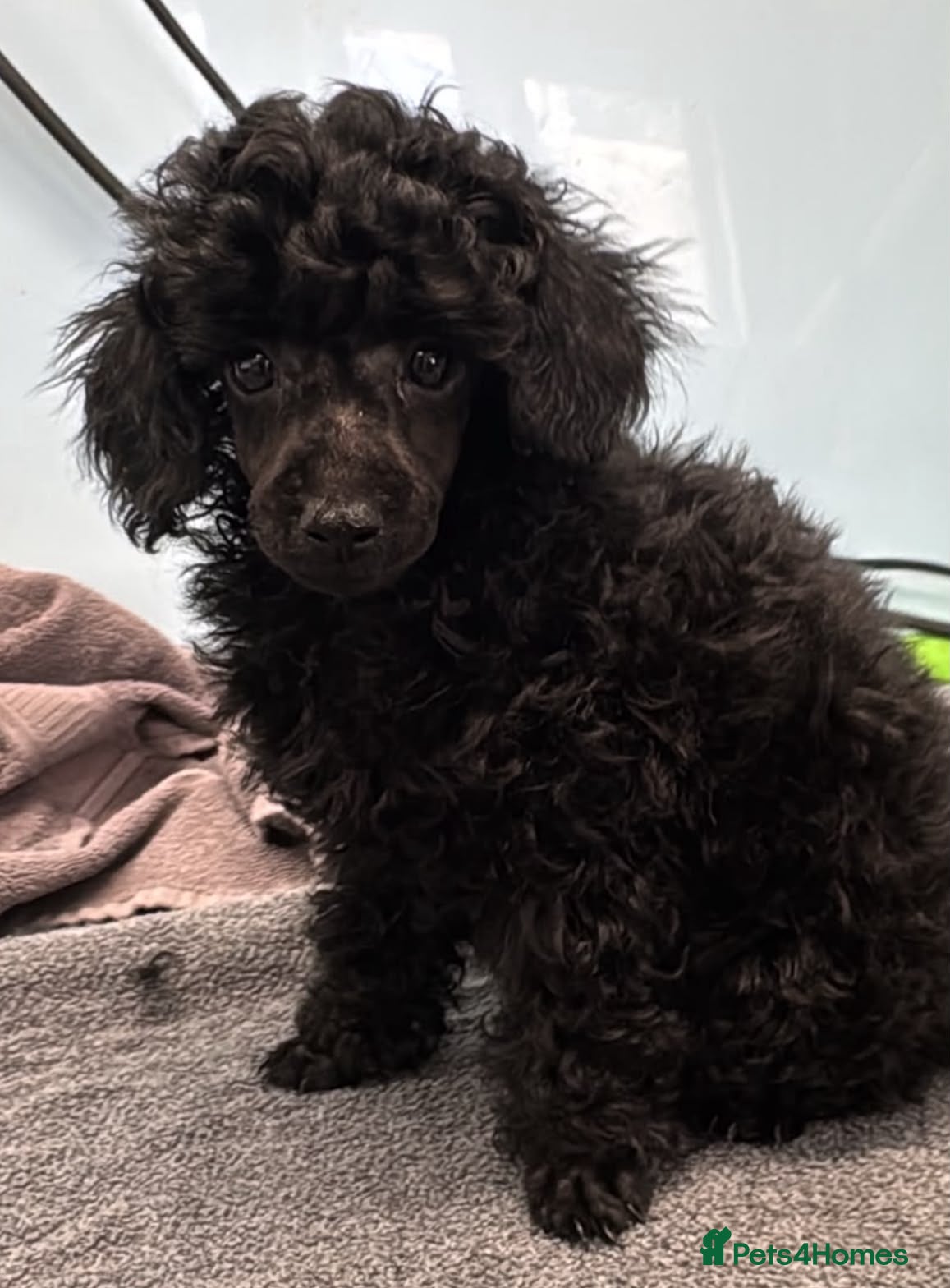 Toy Poodle dogs KC Reg True size Toy poodles Ready Now - Advert 1