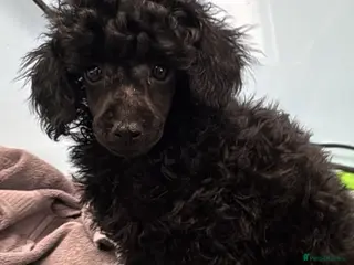 Toy Poodle dogs KC Reg True size Toy poodles Ready Now - Advert 1