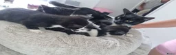 Domestic Shorthair cats for sale: Domestic short hair cats  - Advert 1