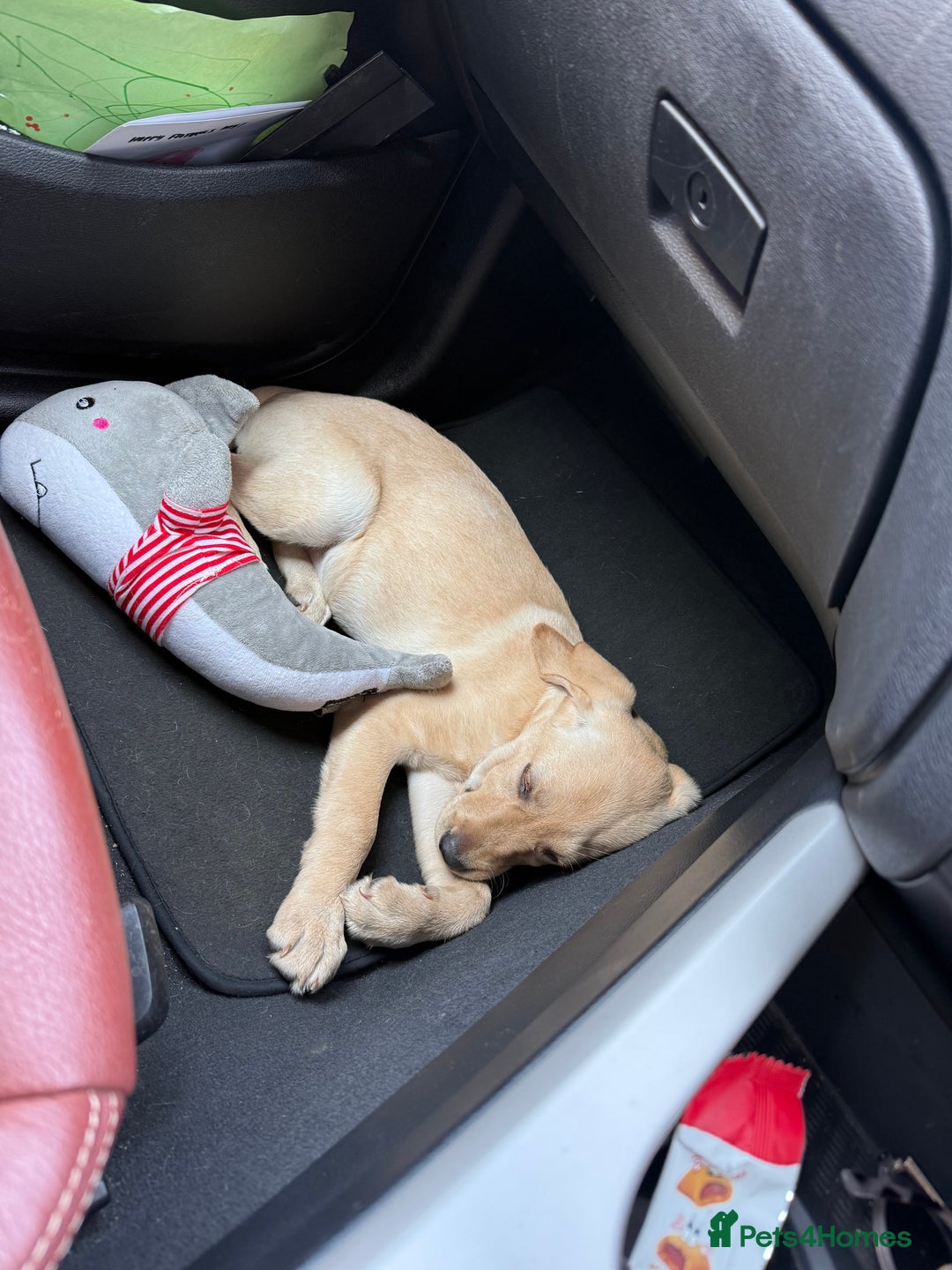 Labrador Retriever dogs for sale: Cream Labrador Retriever Puppy - Image 4