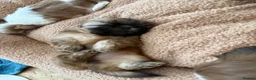 Shih Tzu dogs for sale: Tiny imperial shih tzu - Advert 7