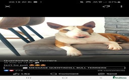 English Bull Terrier dogs for sale: Top Quality English bull terriers! - Image 3