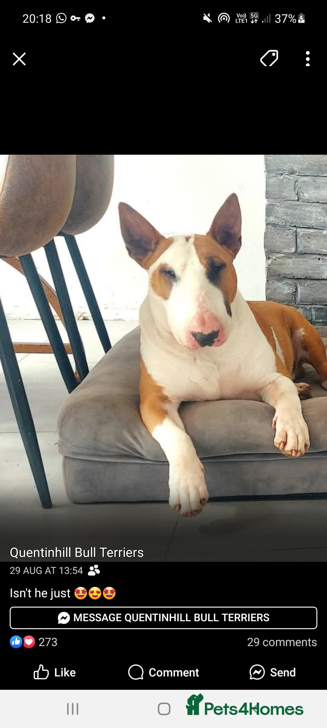 English Bull Terrier dogs for sale: Top Quality English bull terriers! - Image 3