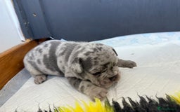 French Bulldog dogs for sale: Adorable French Bulldog Puppies for Sale 🐾 - Image 2