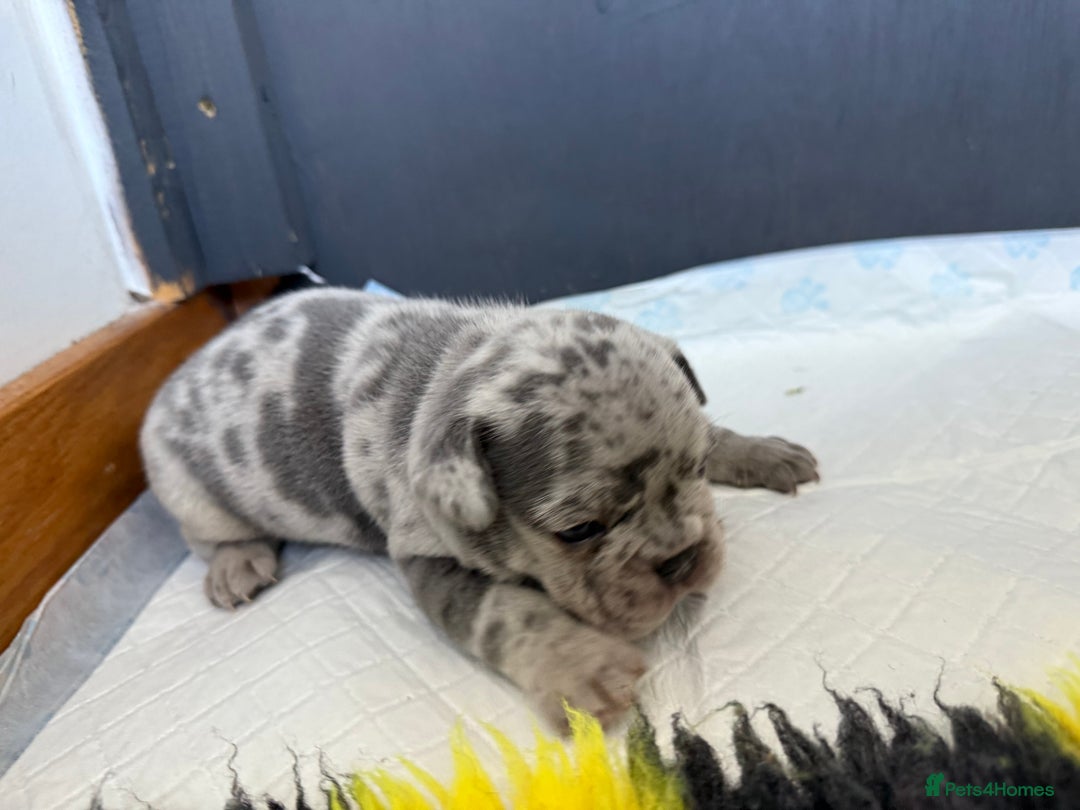 French Bulldog dogs for sale: Adorable French Bulldog Puppies for Sale 🐾 - Image 2