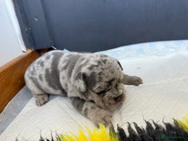 French Bulldog dogs - Advert 6