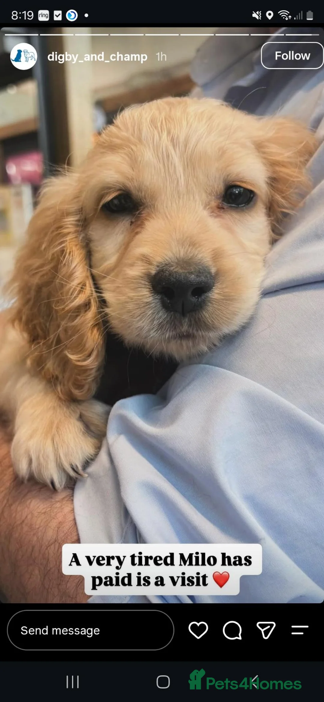 Cocker Spaniel dogs for sale: Cocker Spaniel Puppy Looking for a Loving Home - Advert 1