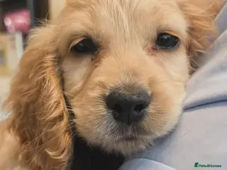 Cocker Spaniel dogs Cocker Spaniel Puppy Looking for a Loving Home - Advert 1