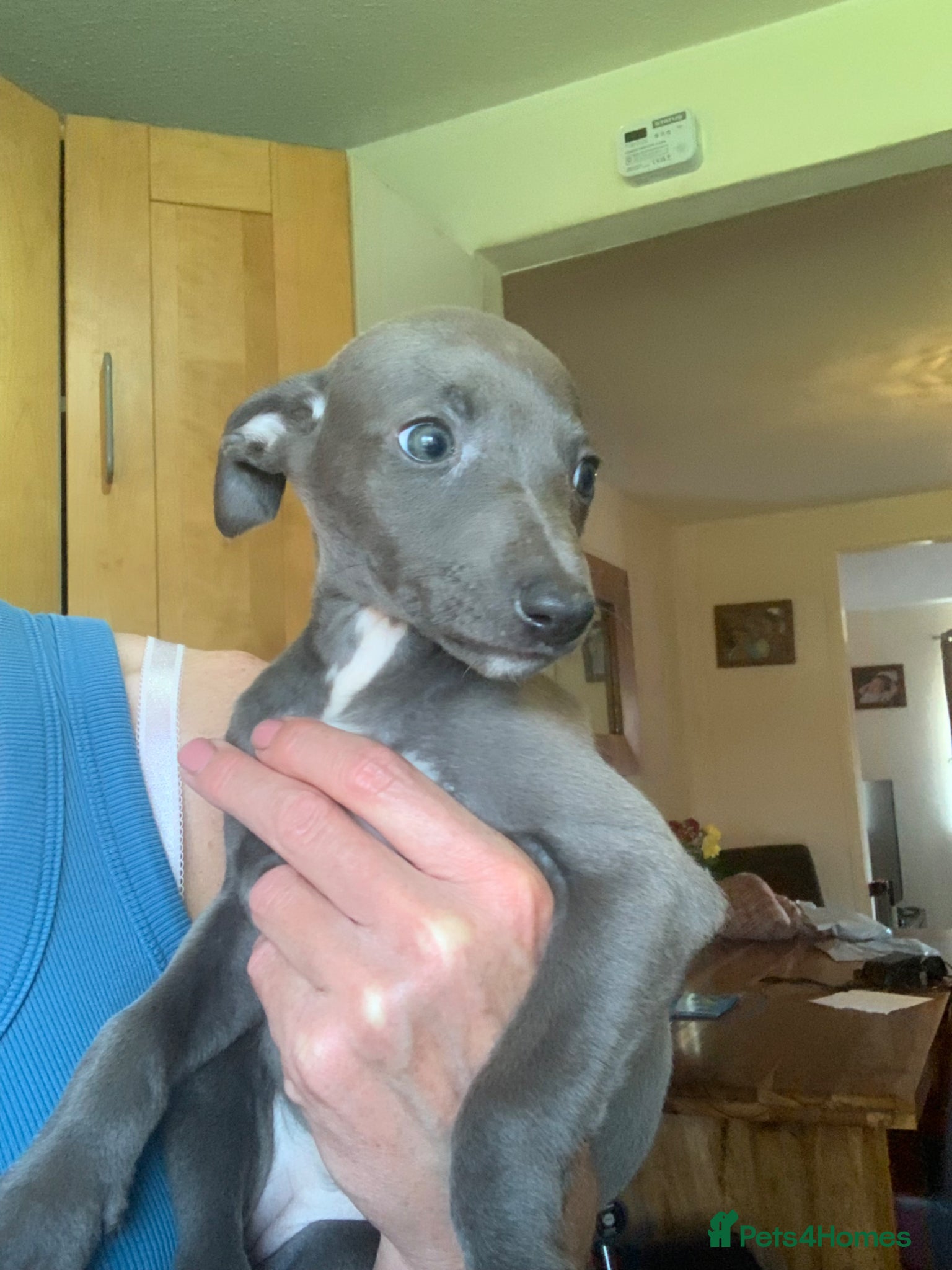 Whippet dogs Blue Kennel Club Registered Whippet pups - Advert 1