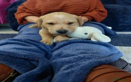 Labrador Retriever dogs for sale: Girl Labrador  - Image 3