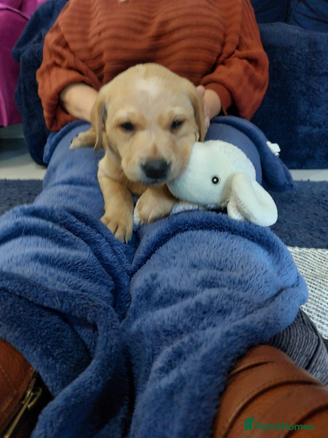 Labrador Retriever dogs for sale: Girl Labrador  - Image 3