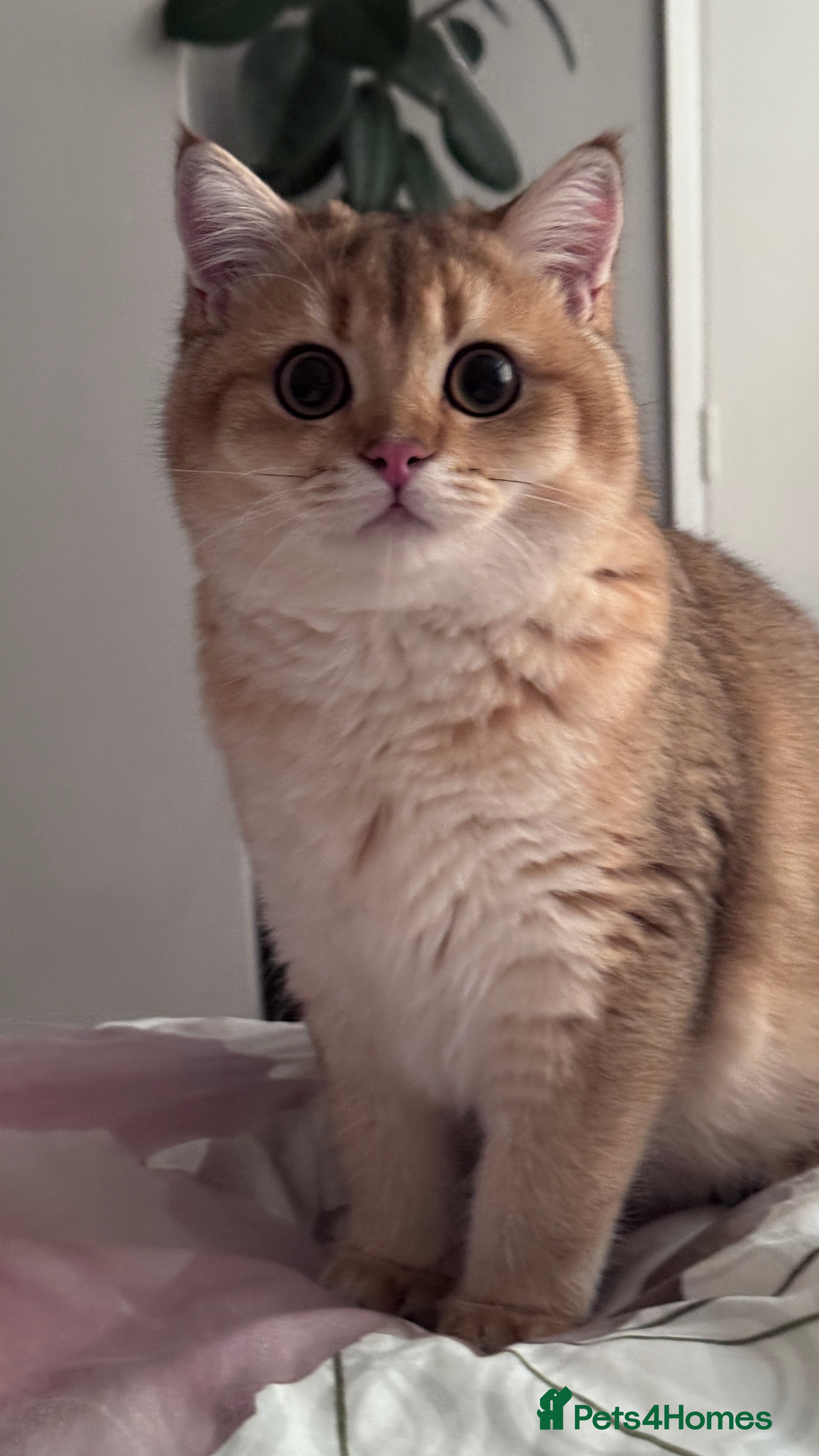 British Shorthair cats BSH GCCF NY12 Golden black tipped one boy left  in Basildon - Advert 14