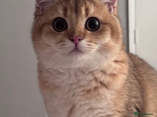 British Shorthair cats BSH GCCF NY12 Golden black tipped one boy left in Basildon - Advert 10