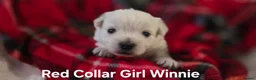 West Highland Terrier dogs for sale: 2 Girl West Highland Terriors Remaining!! - Advert 4