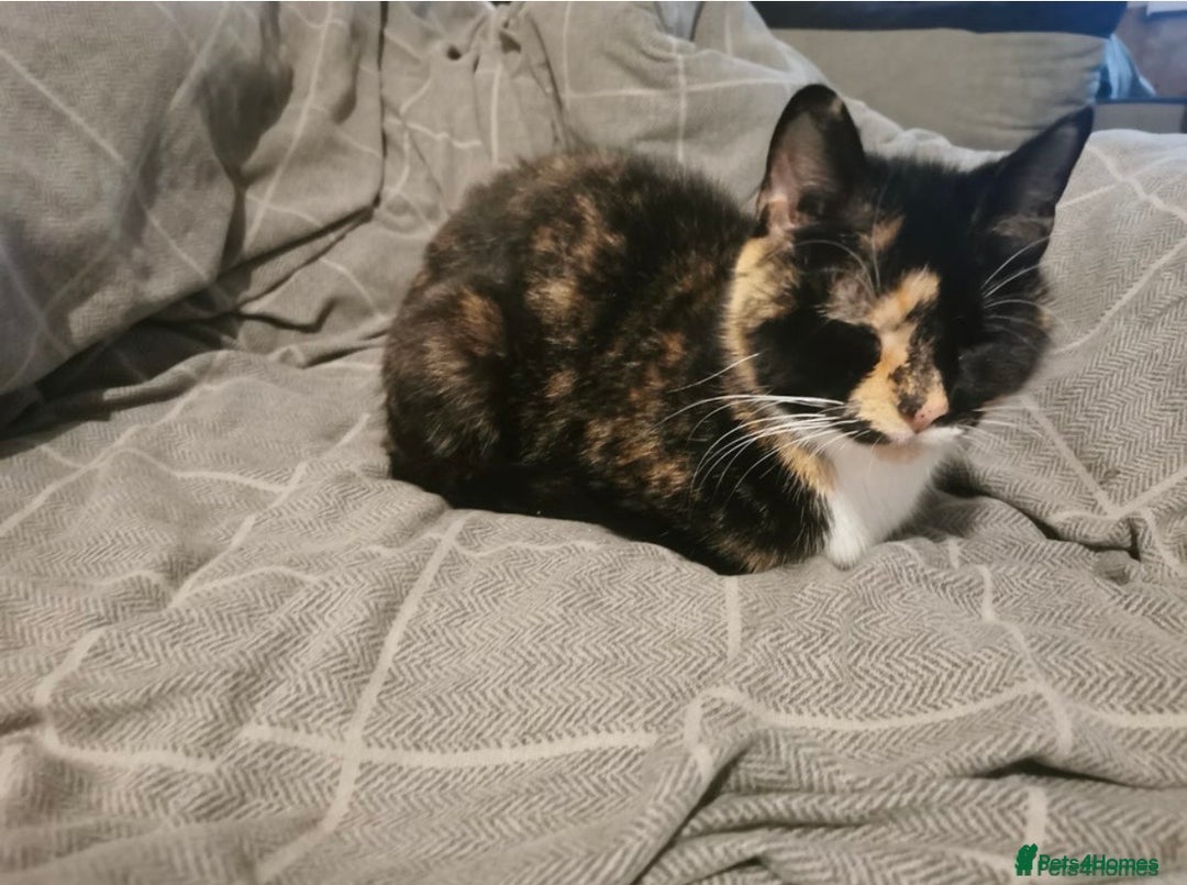 Mixed Breed cats for sale: Beautiful ginger kitten for sale - Advert 1