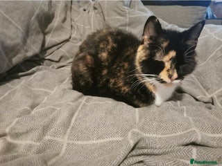 Mixed Breed cats Beautiful ginger kitten for sale - Advert 18