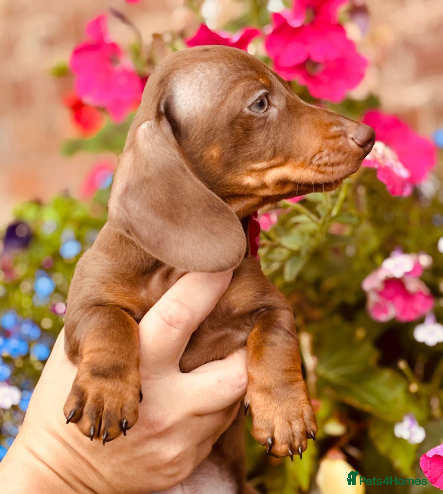 Miniature Dachshund dogs ready for new homes, pedigree mini dachshund pups - Advert 1