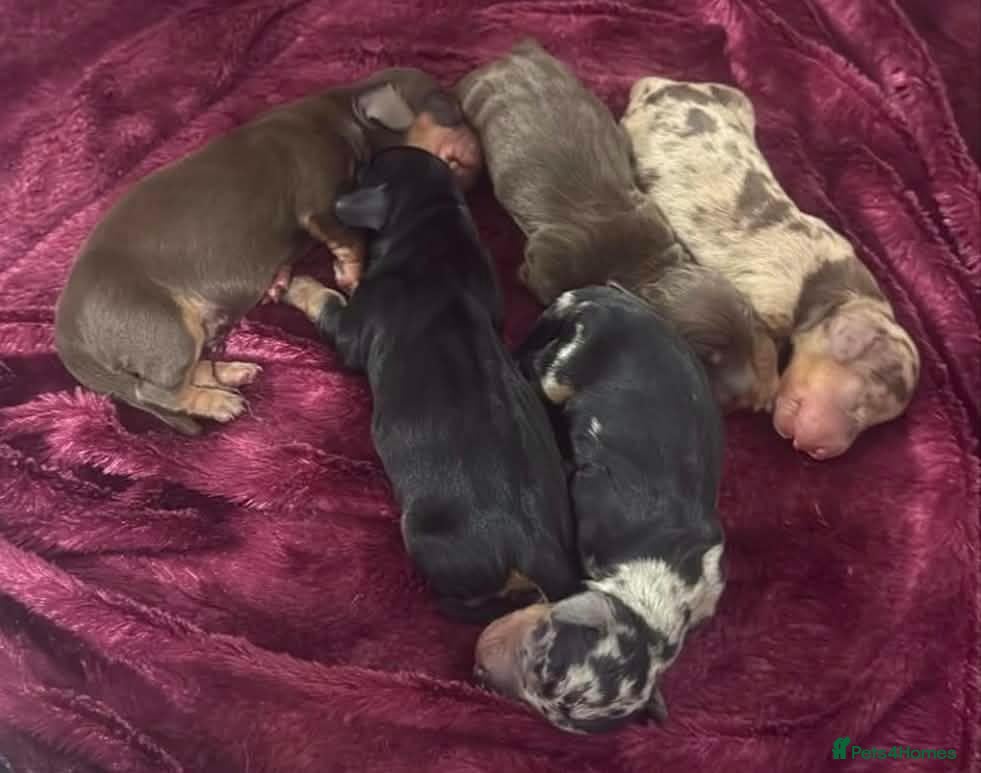 Dachshund dogs Dascund puppies for sale  - Advert 7
