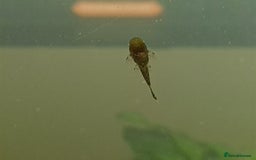 Plecos fish for sale: Bristlenose Plecos - Image 5