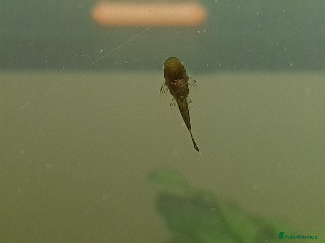 Plecos fish for sale: Bristlenose Plecos - Image 5