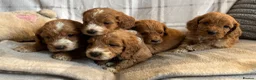 Cockapoo dogs for sale: F1b cockapoo puppies - Health test clear  in Staines - Advert 5