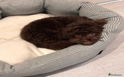 Toy Poodle dogs for sale: Toy poodle puppy  - Image 8