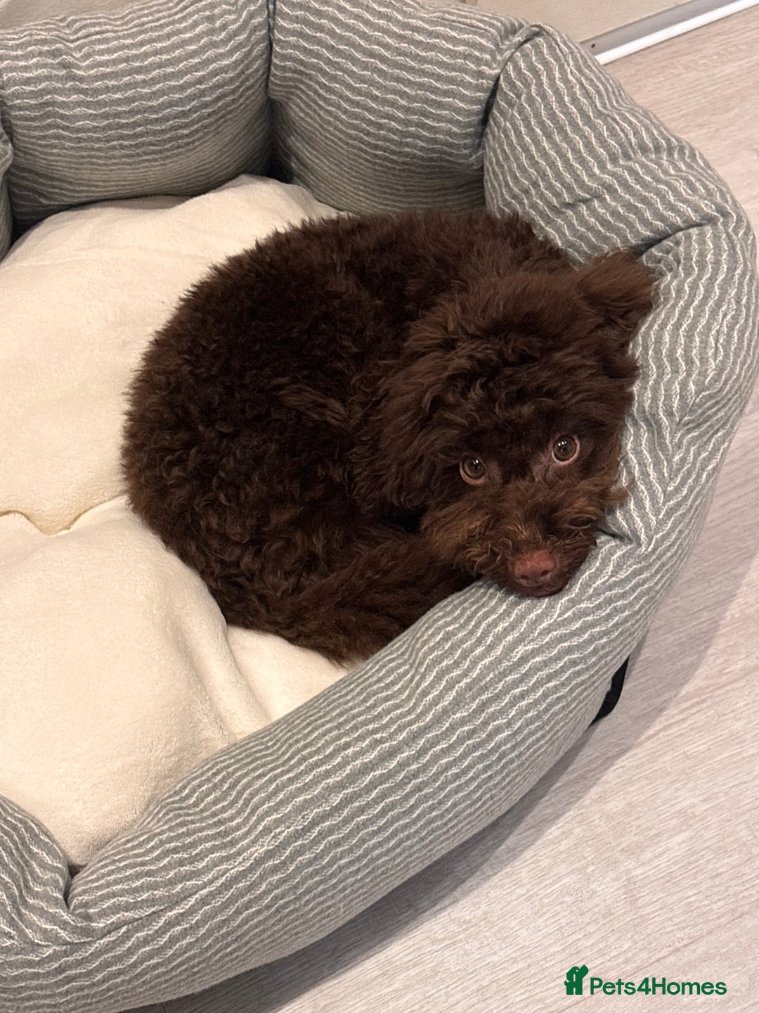Toy Poodle dogs for sale: Toy poodle puppy  - Image 8