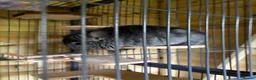 Chinchilla rodents for sale: Two chinchillas in need of loving home  in Forest Row - Advert 3