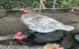 Chickens poultry for sale: 8 chickens for sale  - Image 3