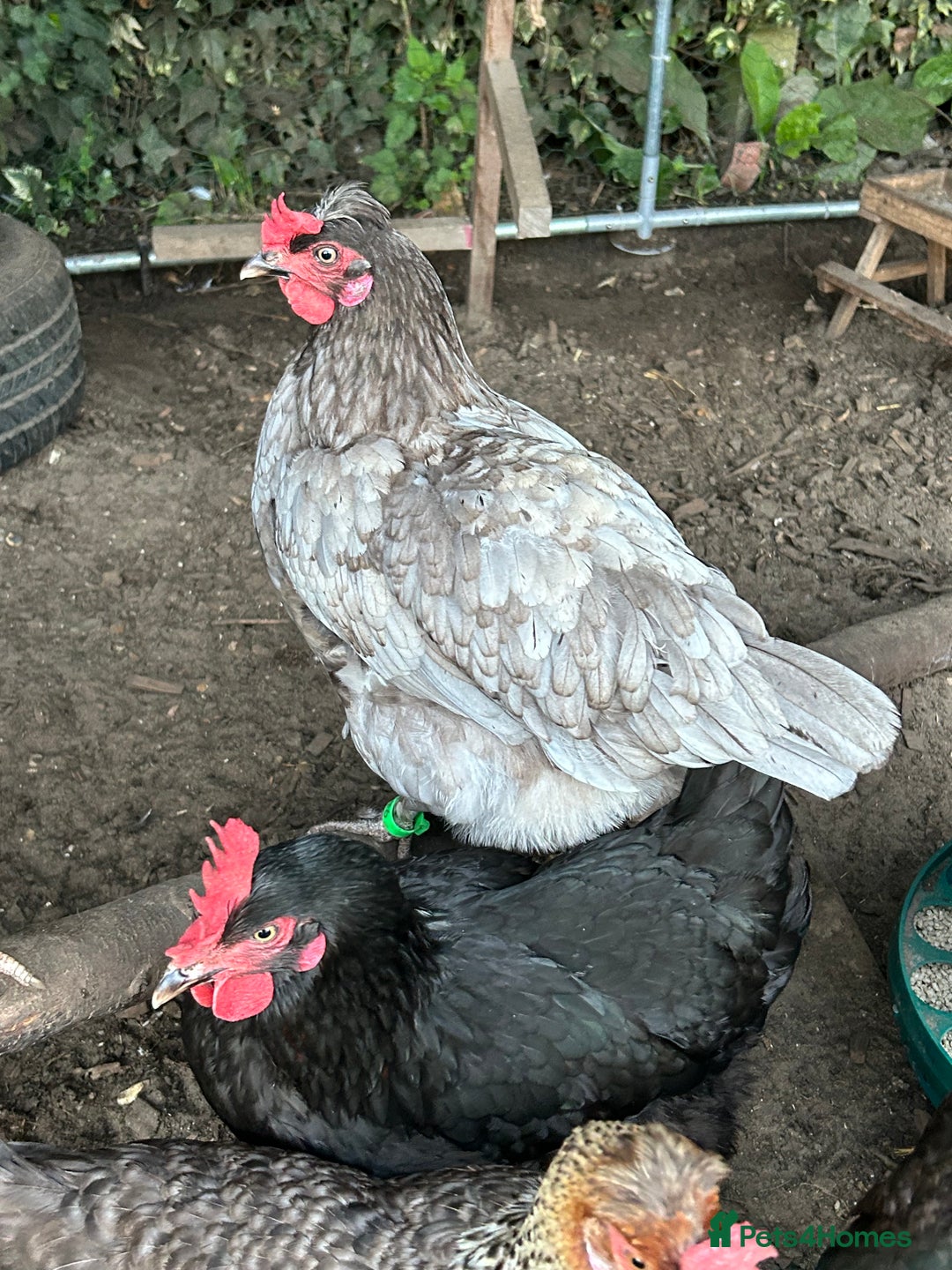Chickens poultry for sale: 8 chickens for sale  - Image 3