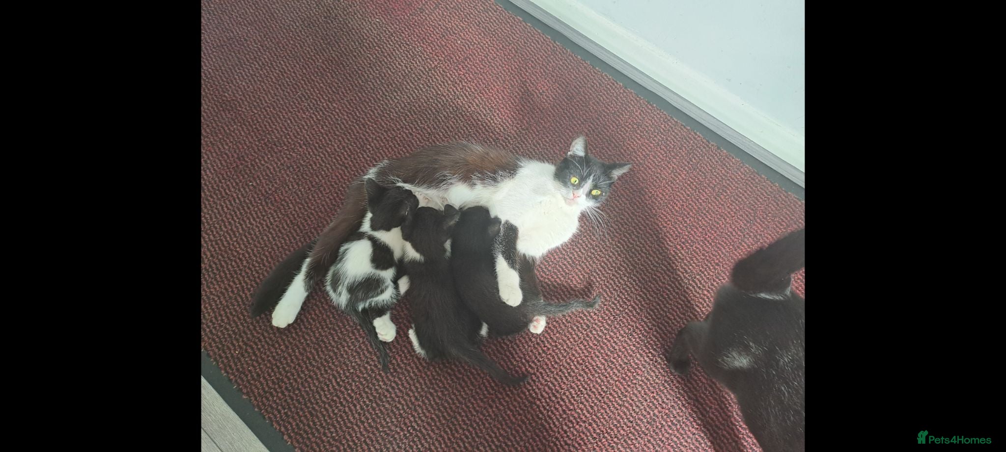 Mixed Breed cats 3 kittens ready to go  - Advert 2