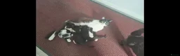 Mixed Breed cats for sale: 3 kittens ready to go  - Advert 1