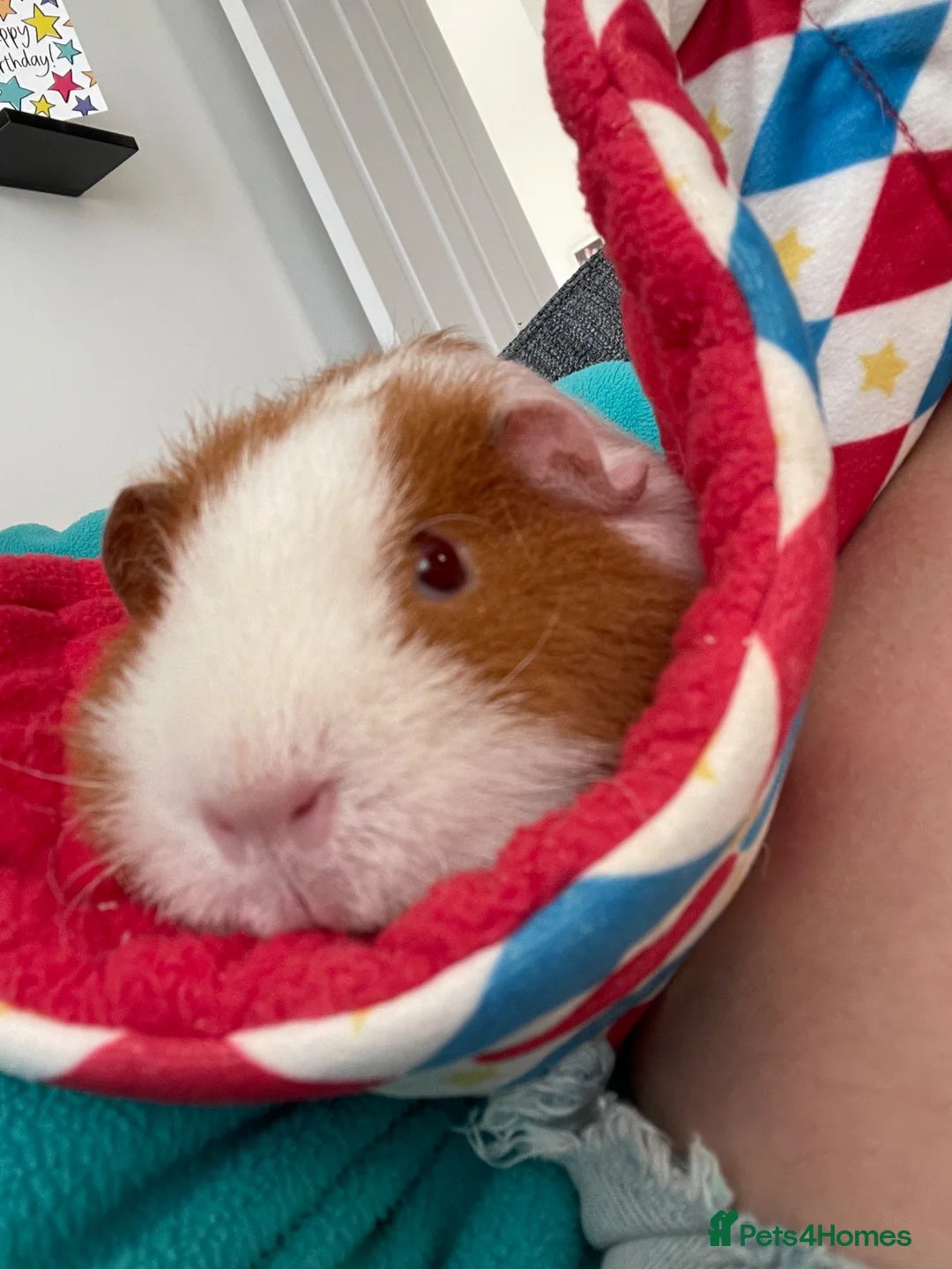 Guinea Pig rodents for sale: Pair of Teddy females in Bedford - Advert 1