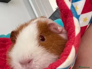 Guinea Pig rodents Pair of Teddy females - Advert 1