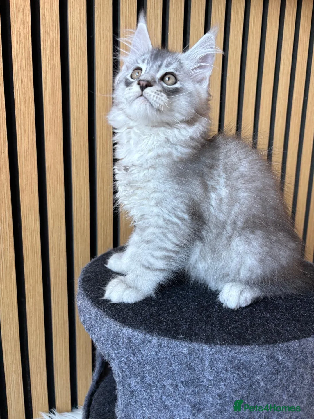 Maine Coon cats for sale: Our last kitten -TICA registered! - Advert 15