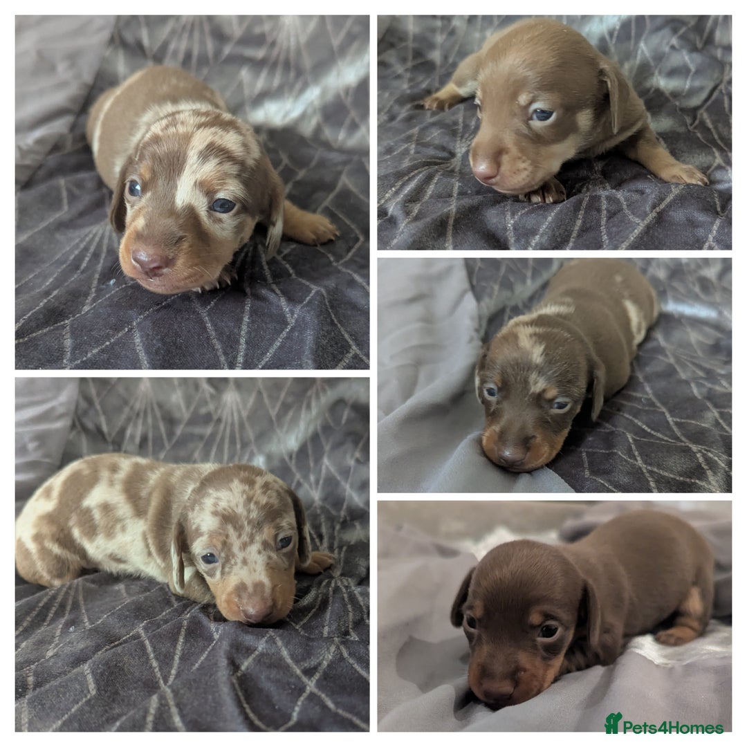 Miniature Dachshund dogs for sale: Beautiful mixture of chocolate and cream mini's - Image 2