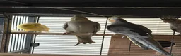 Mixed Breed birds for sale: Baby Cocatiel birds and budgies - Advert 11