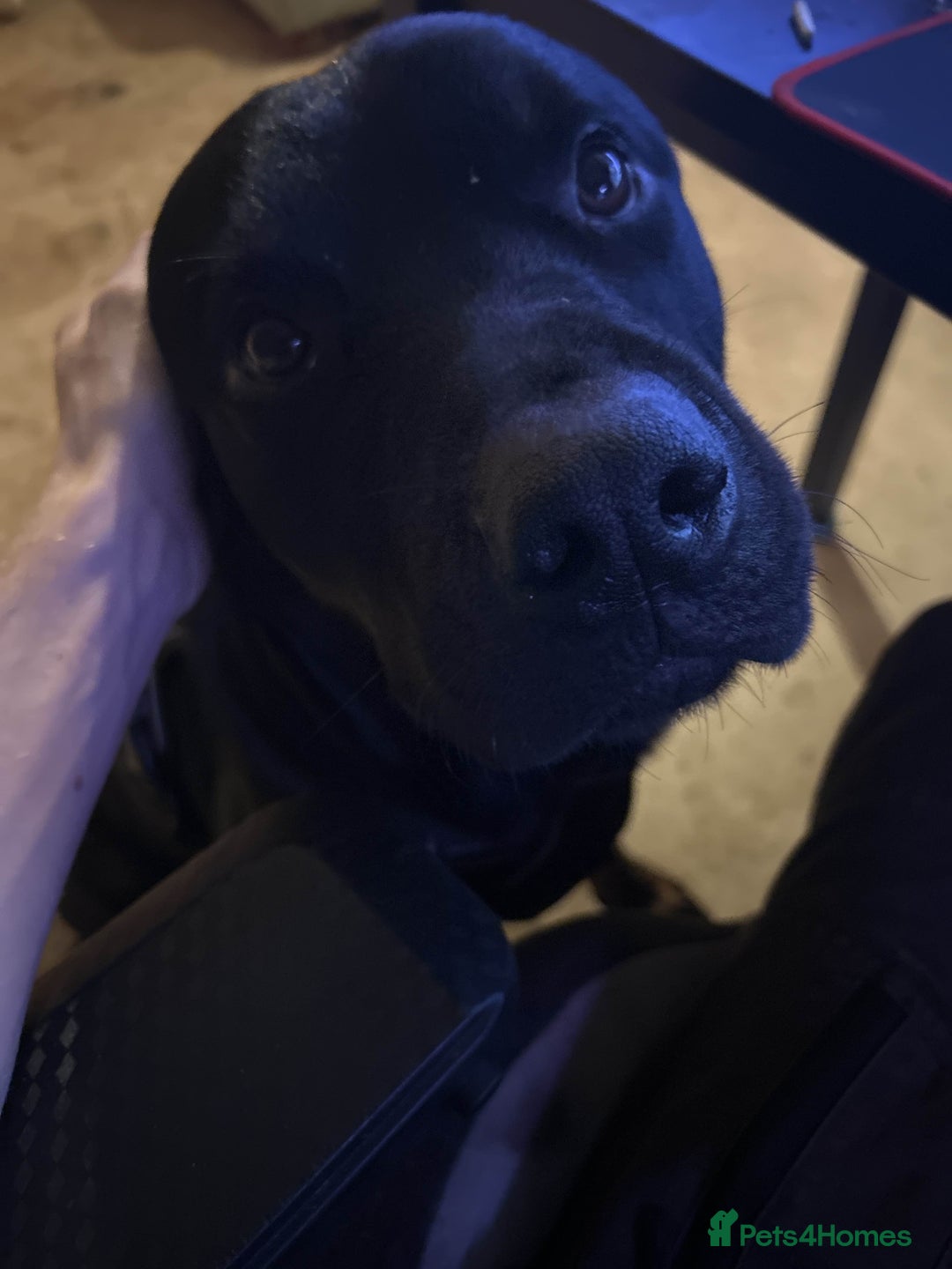 Rottweiler dogs for sale: Dexter - Advert 3